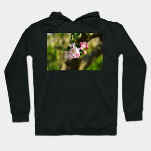 Blossom On Tree Branch (Closeup/Macro) - Spring Flowers Hoodie